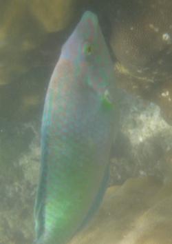 パンガン島　青緑魚　タロット